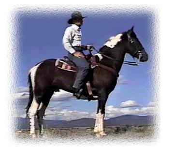 Pride's Spotted Spirit, A Homozyzous Tobiano Tennessee Walking Horse